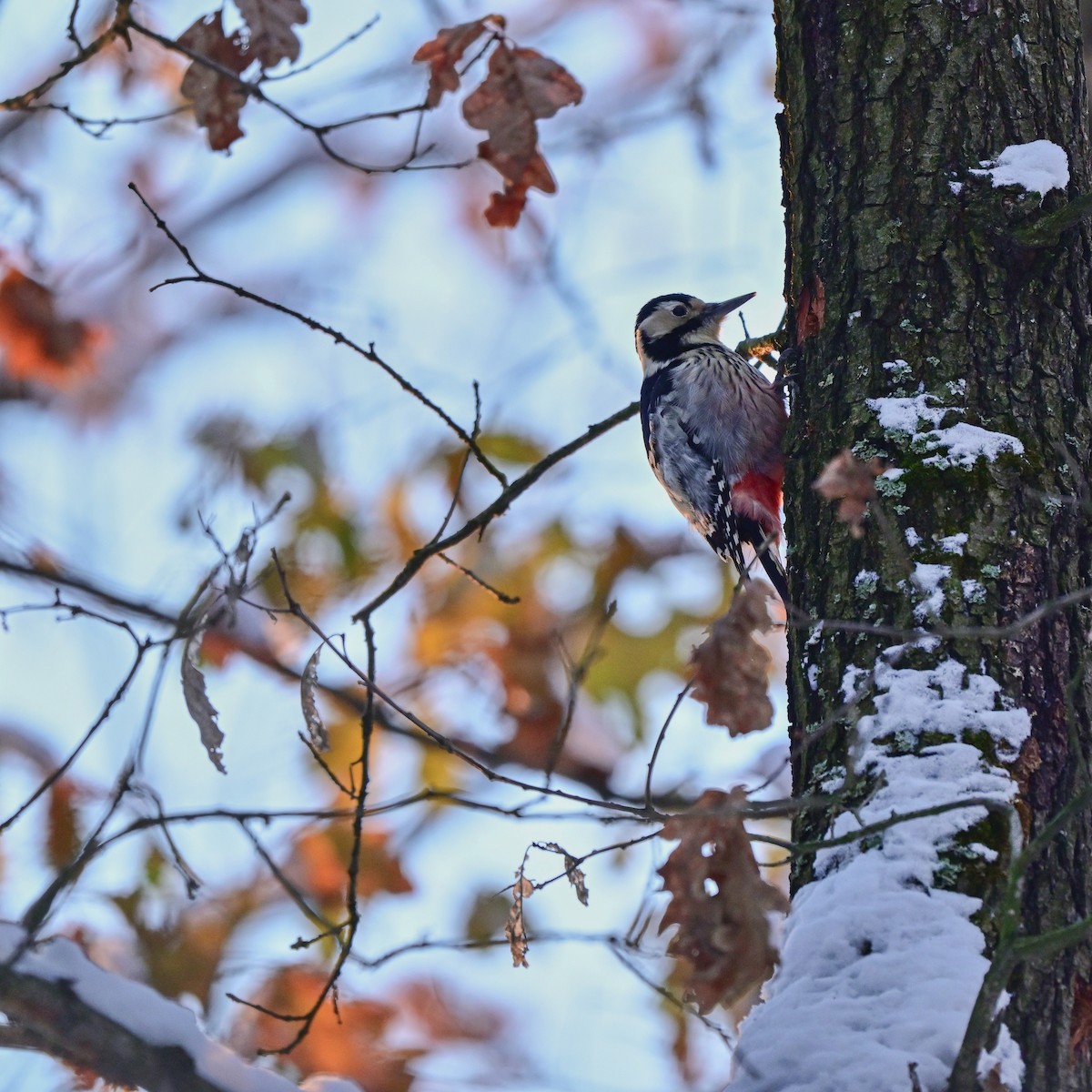 White-backed Woodpecker - ML611731813