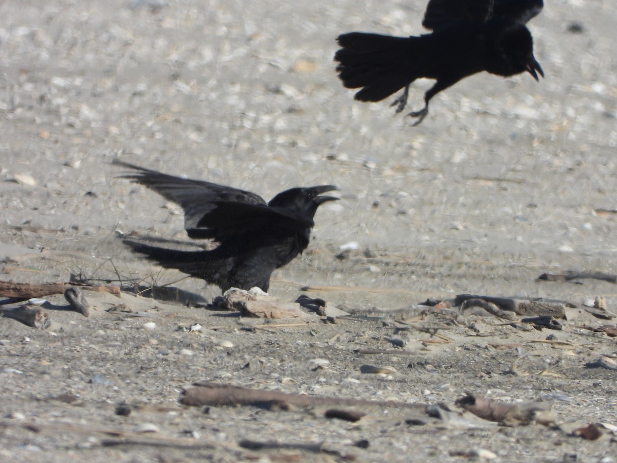 Common Raven - ML611731827