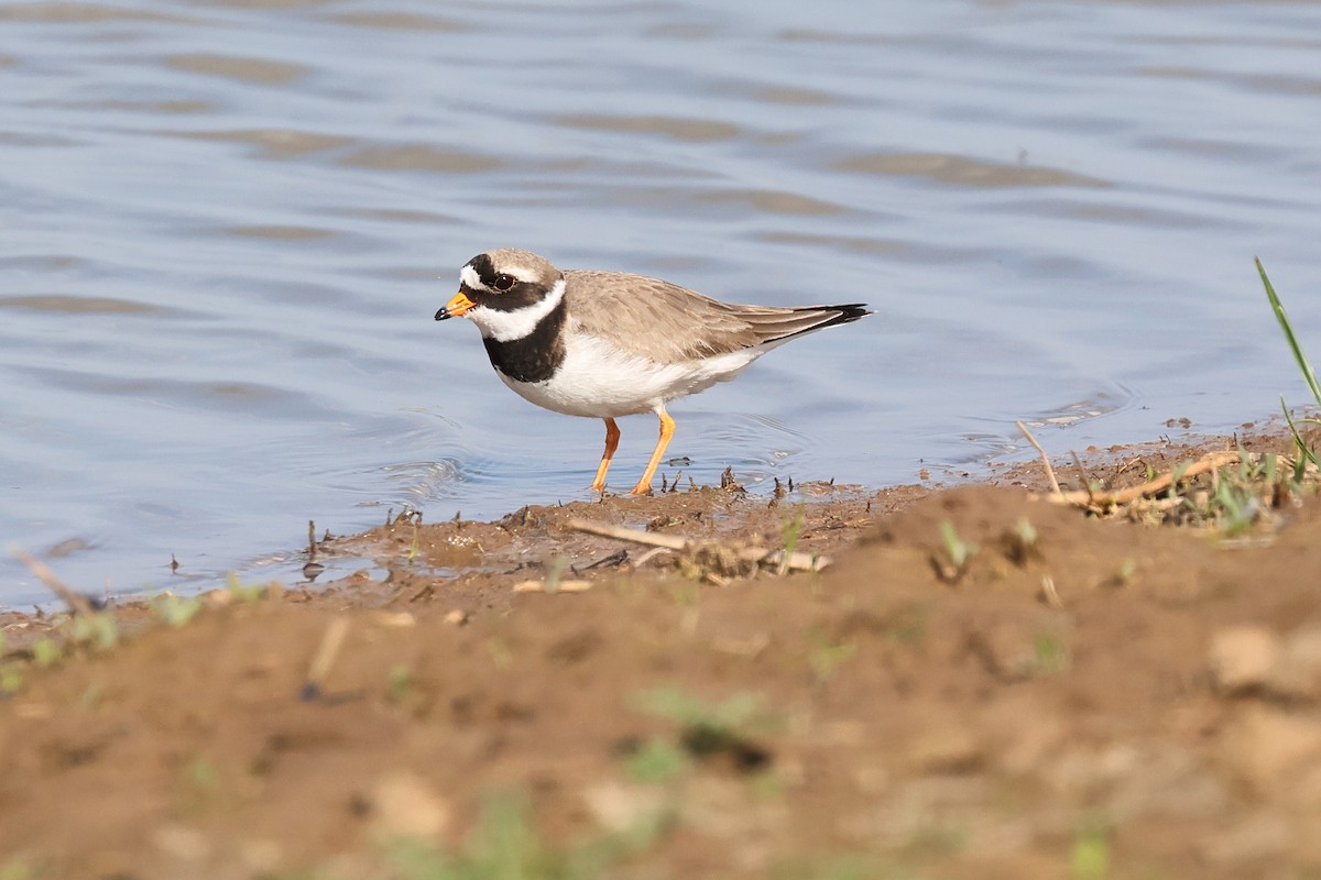 Common Ringed Plover - ML611731859