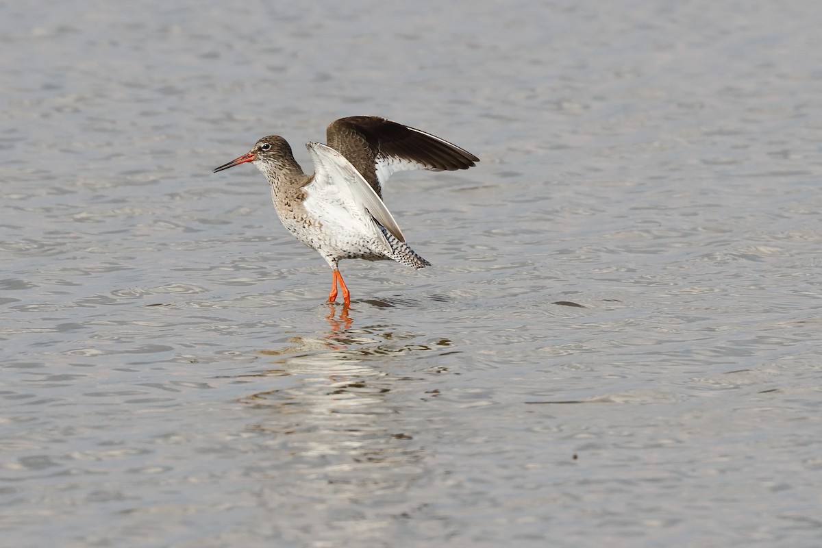 Common Redshank - ML611731971