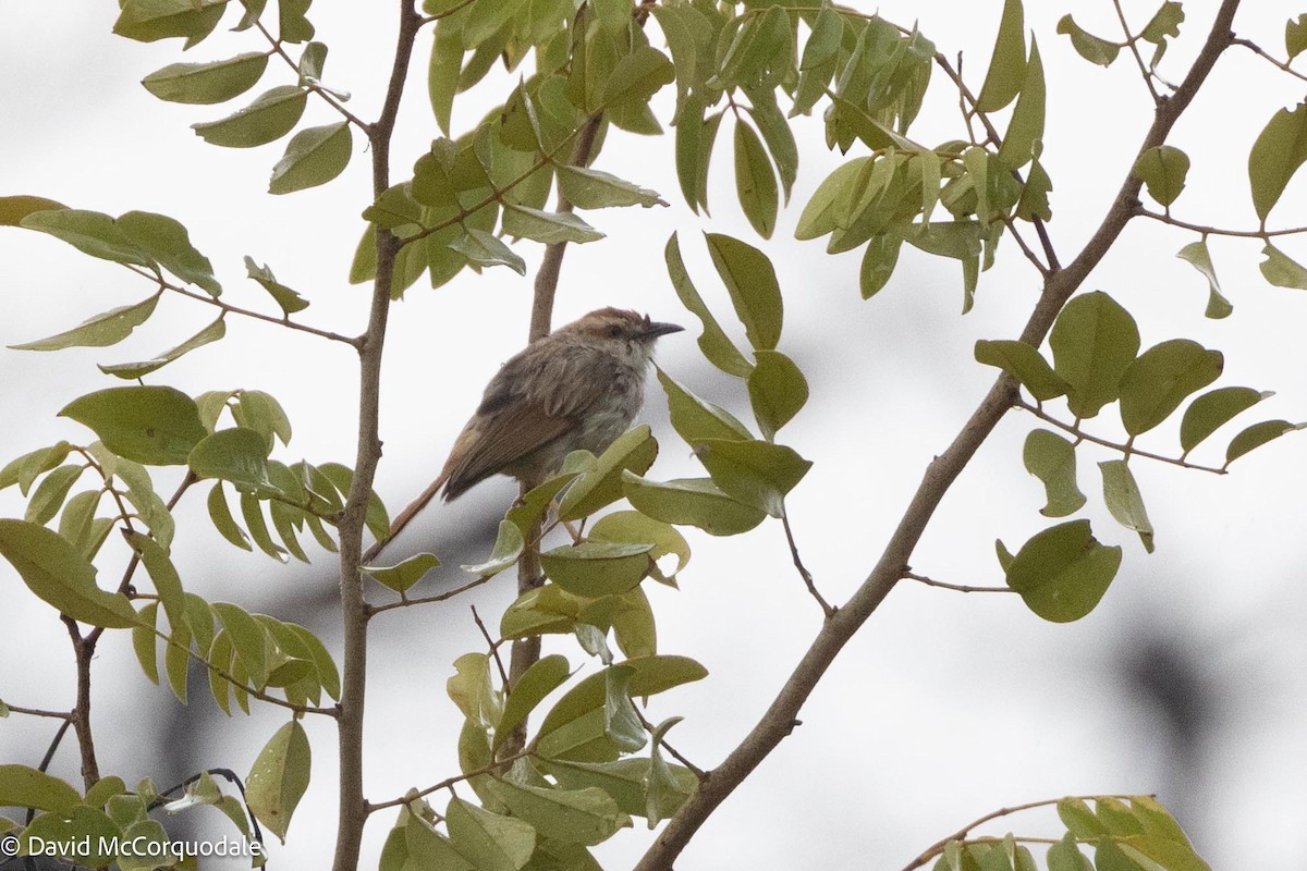 Tinkling Cisticola - David McCorquodale