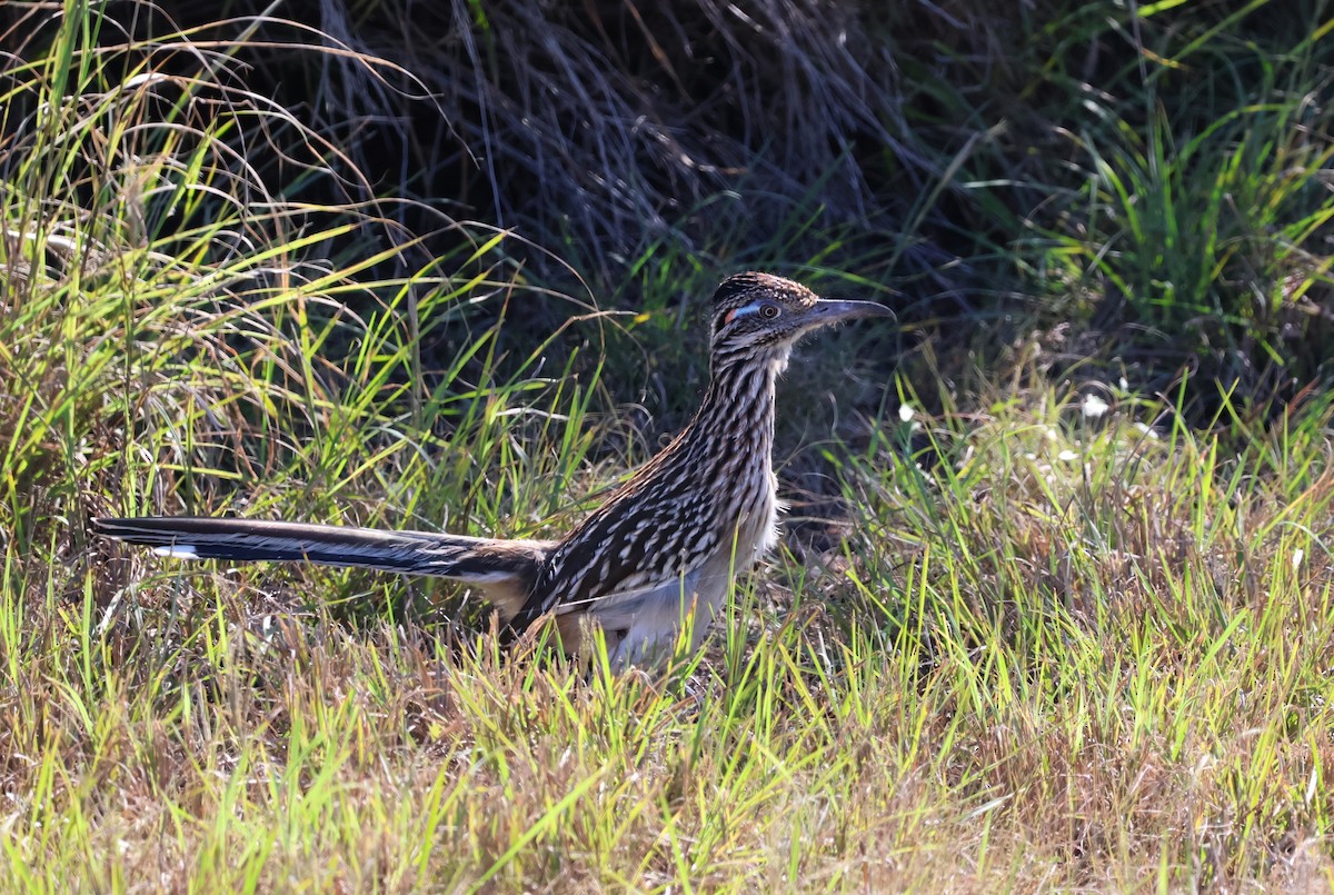 Greater Roadrunner - ML611732385