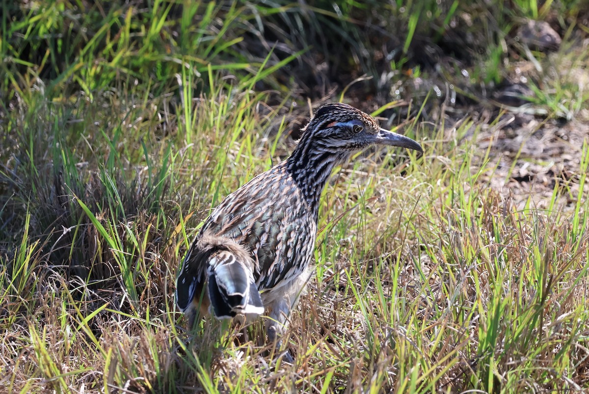 Greater Roadrunner - ML611732386