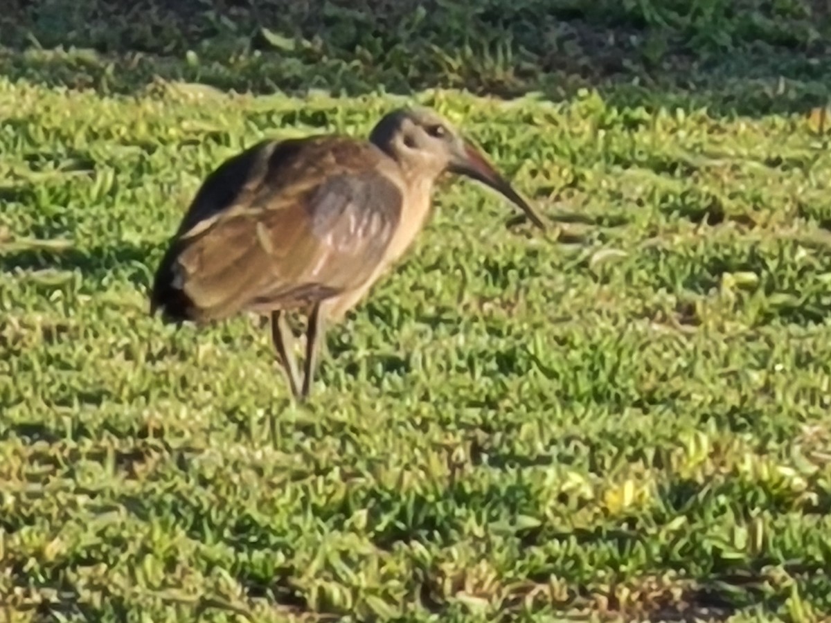 Hadada Ibis - ML611732404