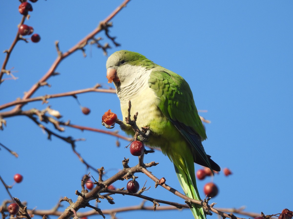 Monk Parakeet - Ron Hansen