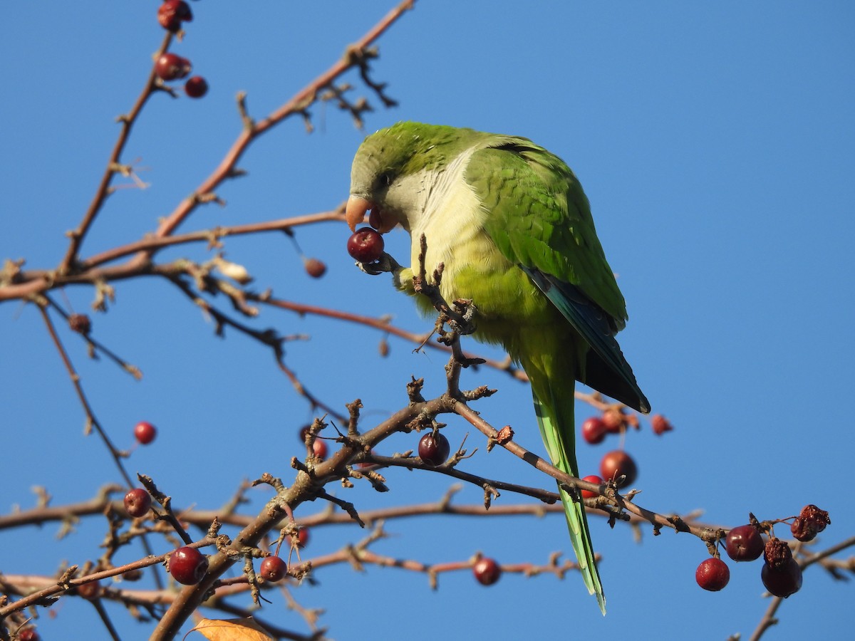 Monk Parakeet - Ron Hansen