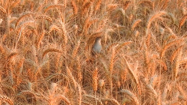 Bay-capped Wren-Spinetail - ML611732715