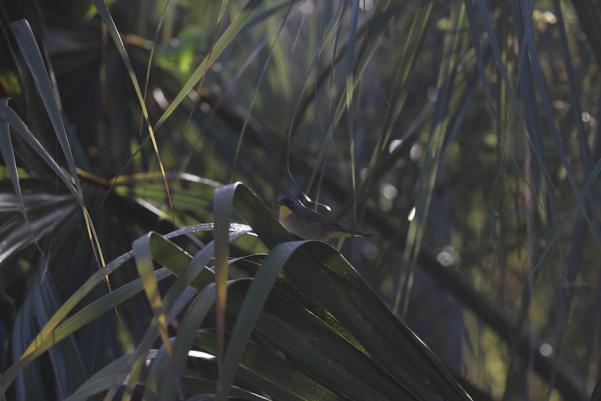 Common Yellowthroat (trichas Group) - ML611732870