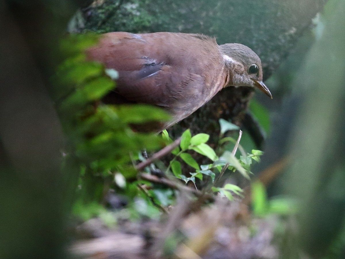 Brown Mesite - Attila Steiner