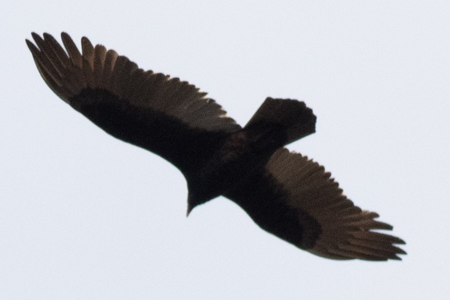 Turkey Vulture - David Brown