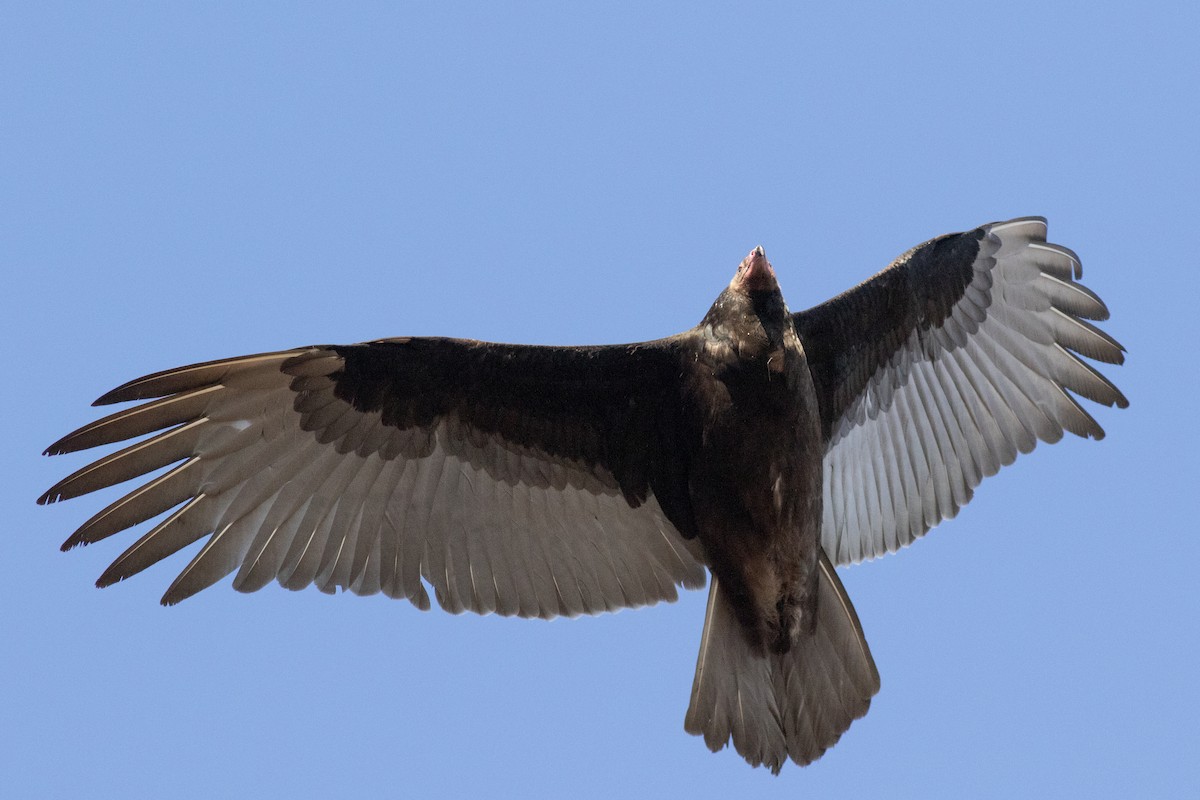 Turkey Vulture - David Brown