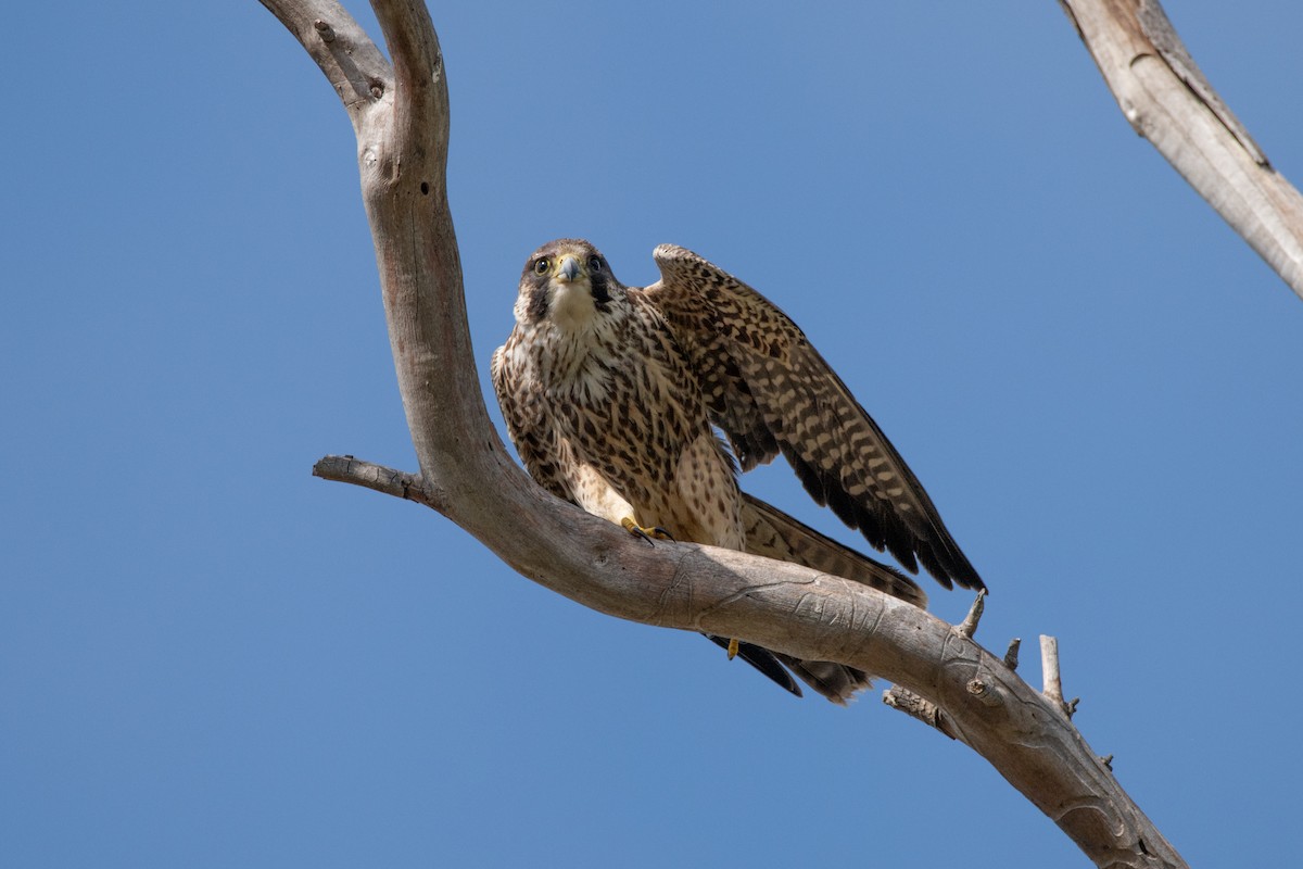 Halcón Peregrino - ML611733169