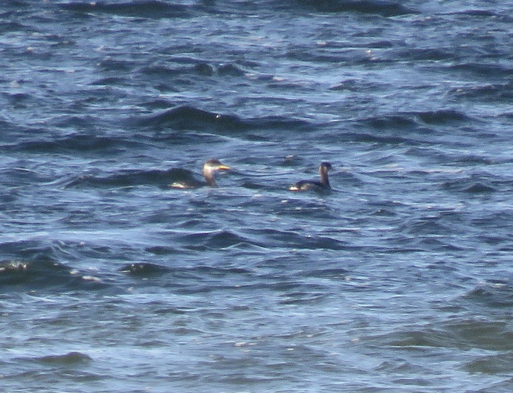 Red-necked Grebe - Jon Peacock