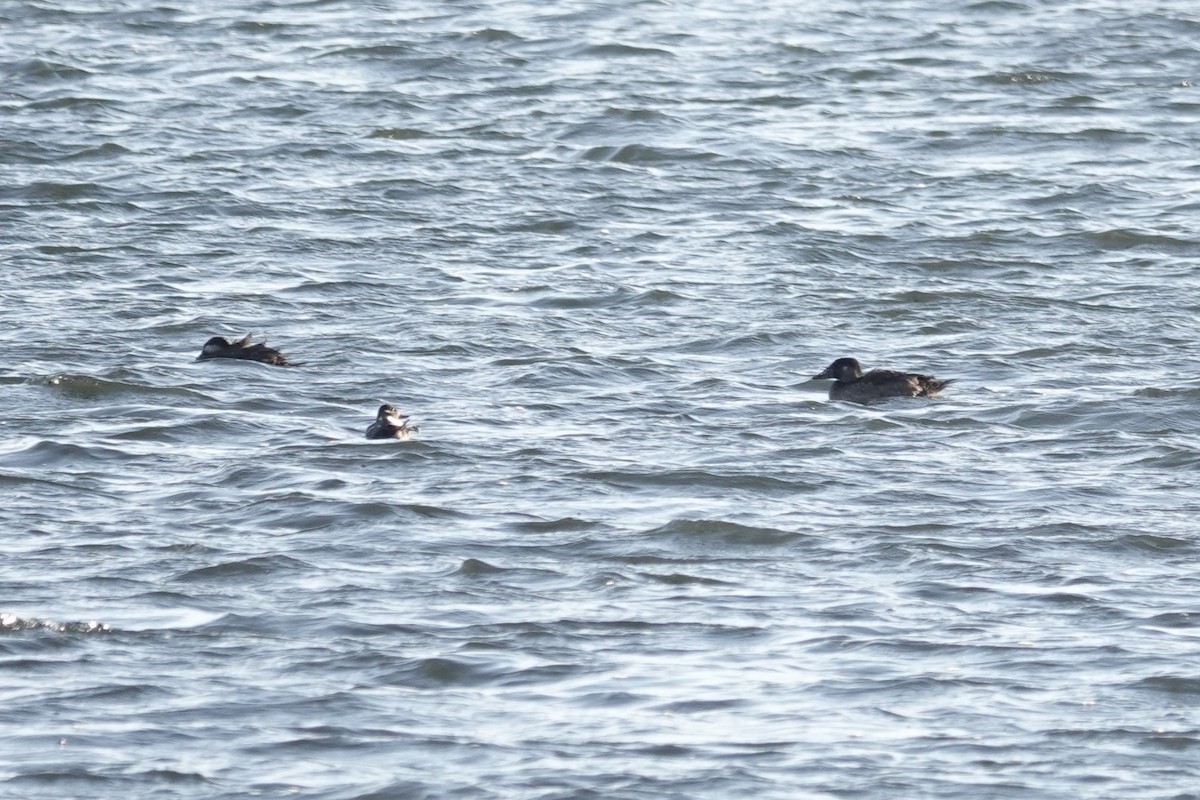 Surf Scoter - George Wallace