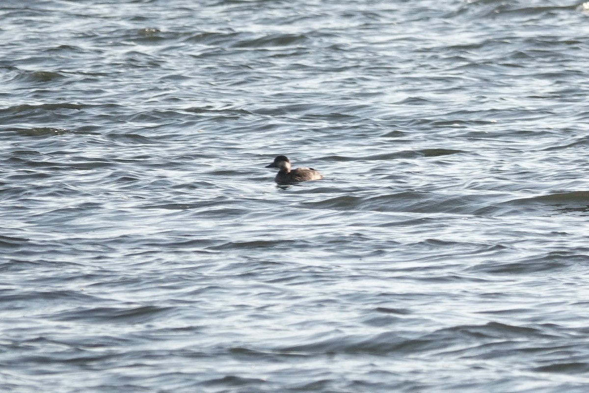 Black Scoter - ML611733277