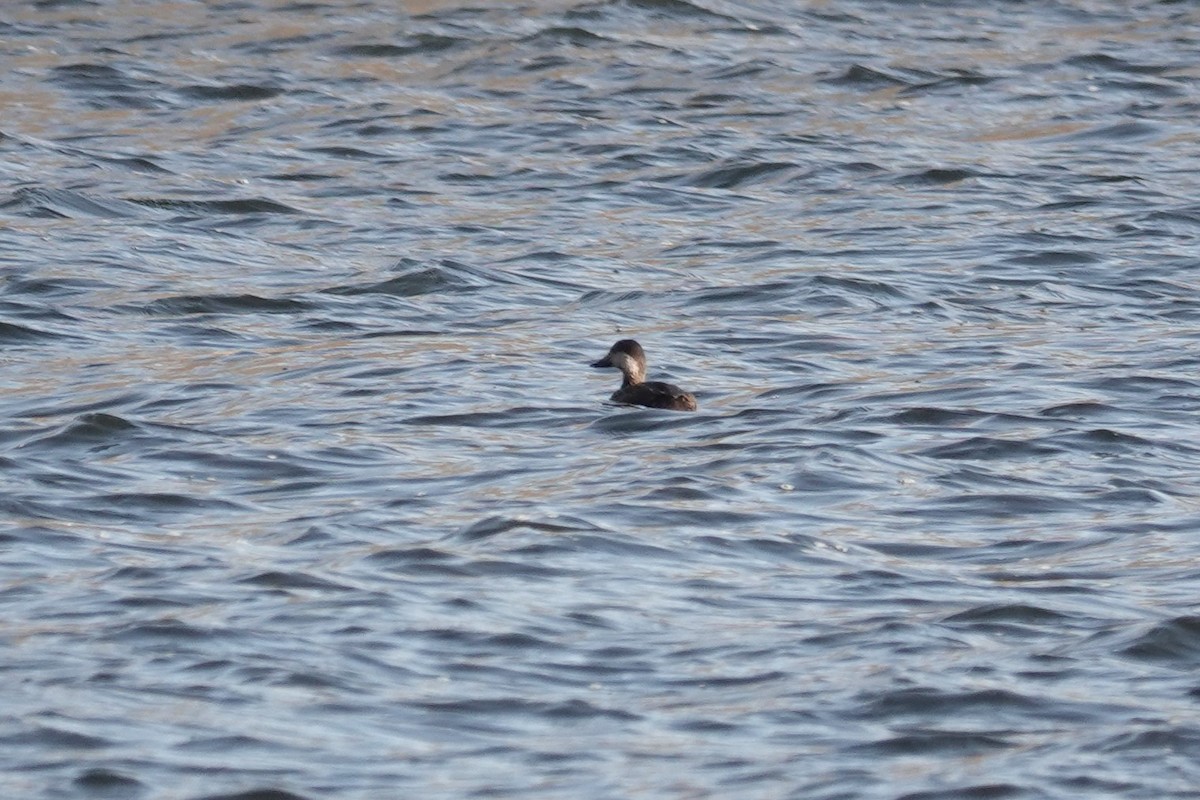 Black Scoter - George Wallace