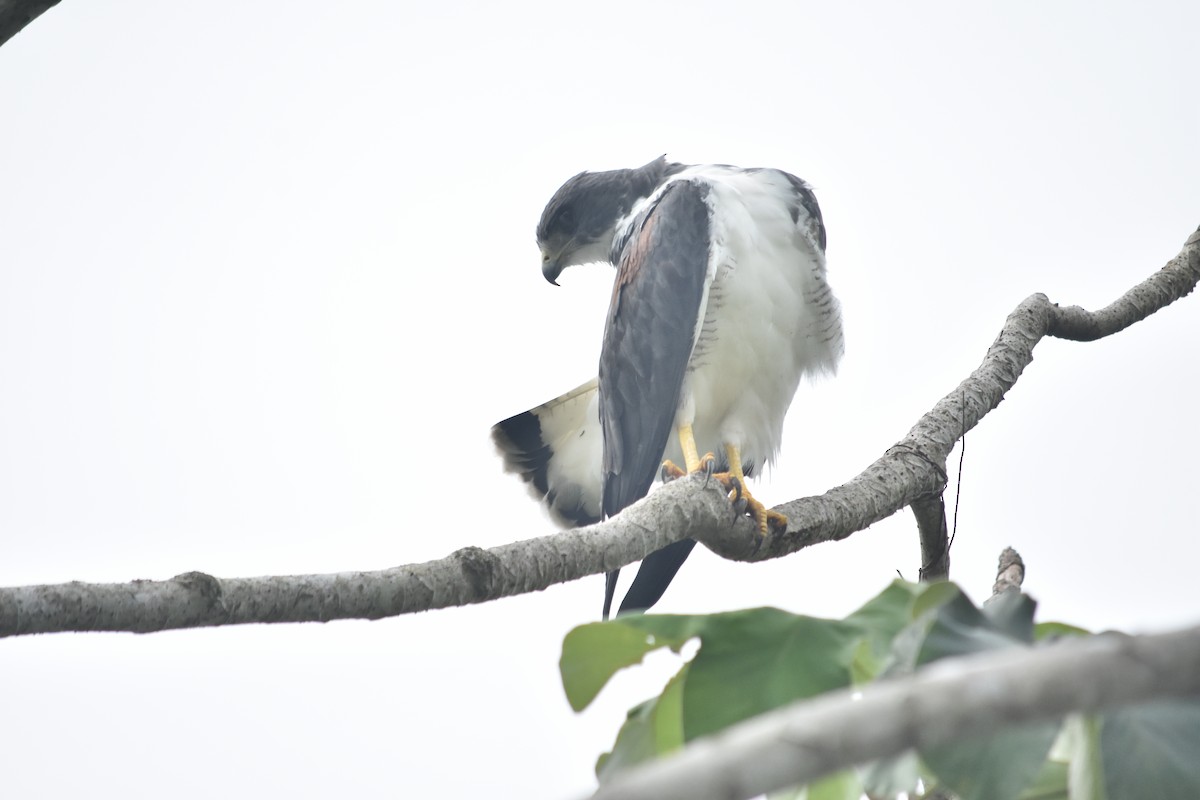 White-tailed Hawk - Ader Ávila