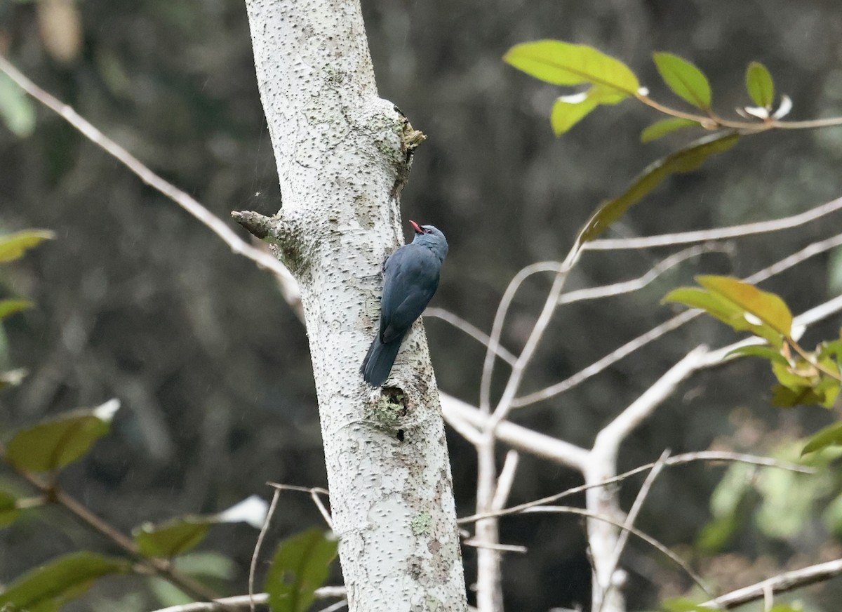 Nuthatch-Vanga - ML611733351