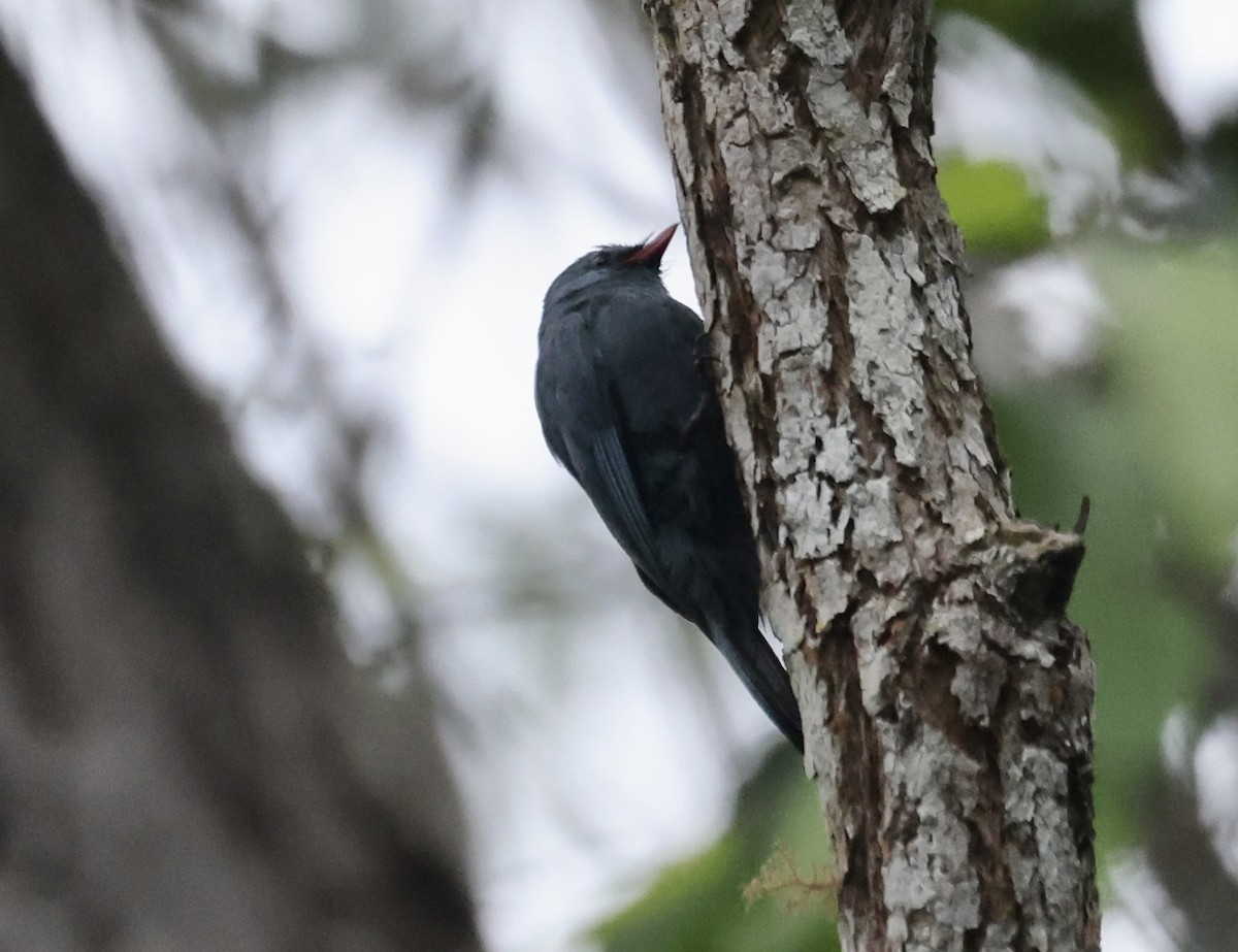 Nuthatch-Vanga - ML611733356