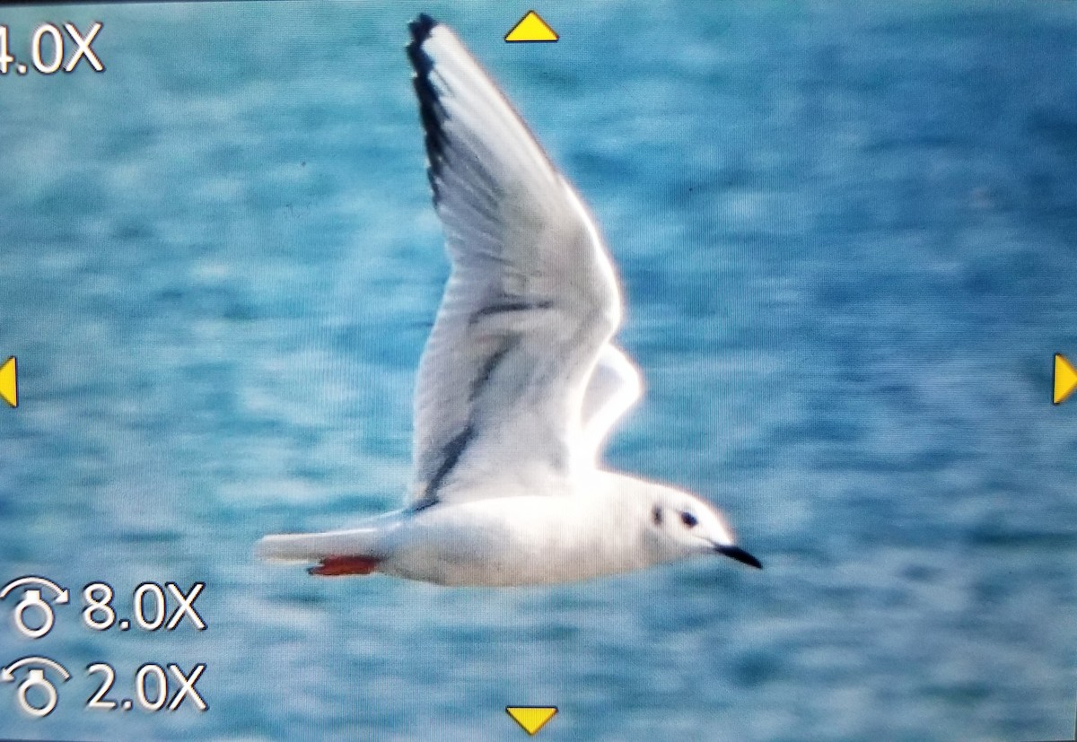 Bonaparte's Gull - ML611733357