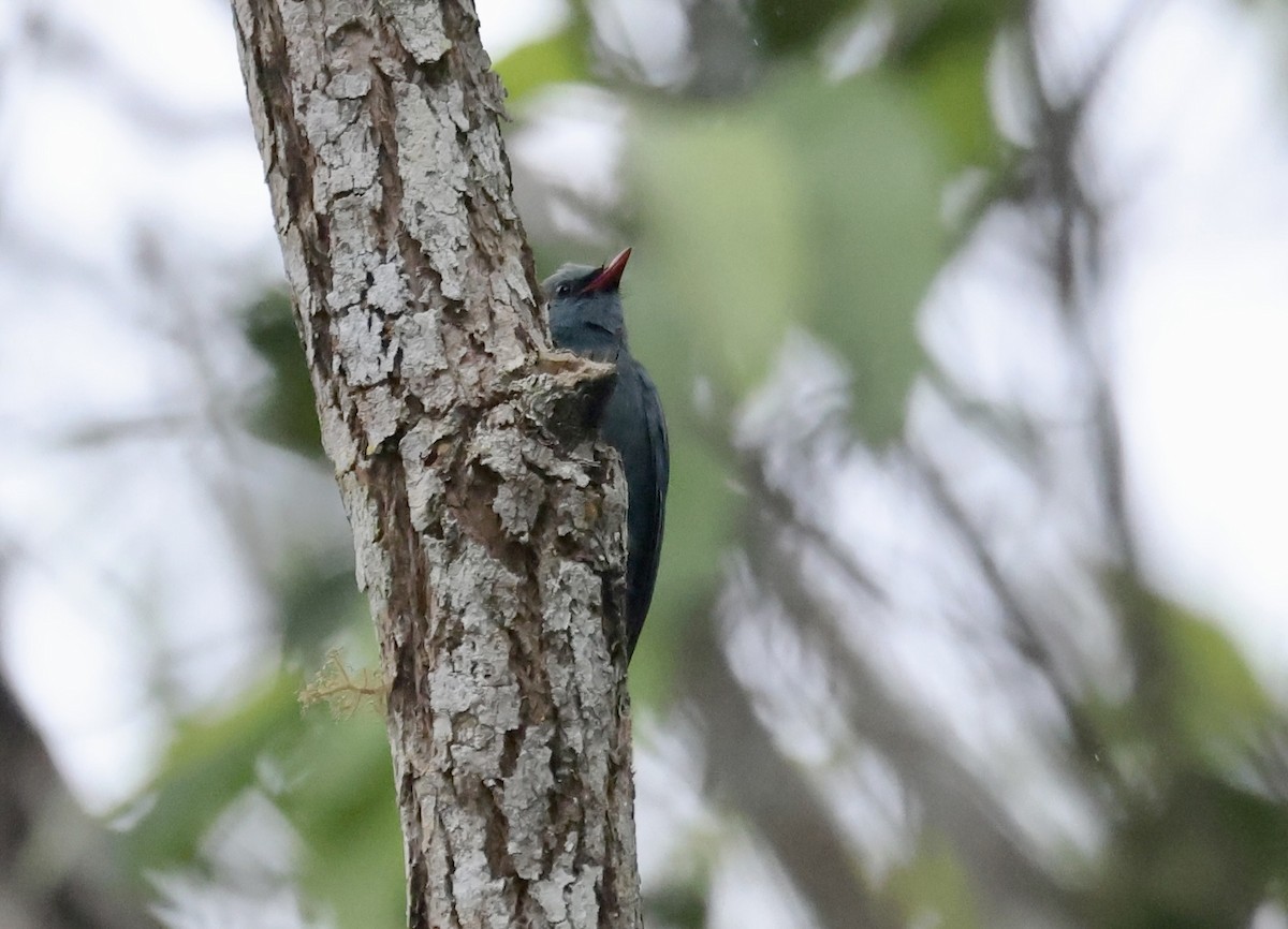 Nuthatch-Vanga - ML611733358