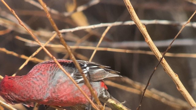 Pine Grosbeak - ML611733466