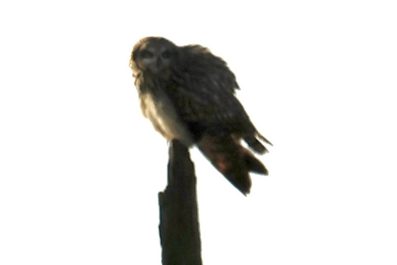 Short-eared Owl - ML611733485