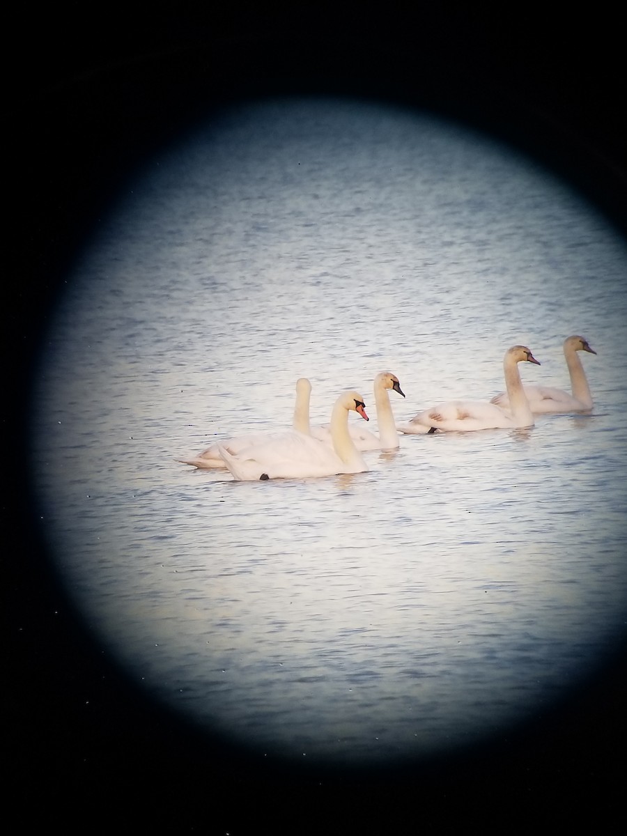 Mute Swan - ML611733520