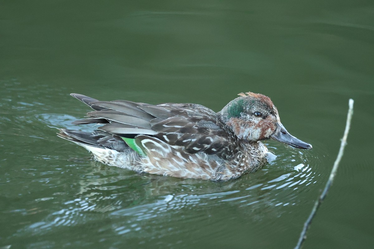 Green-winged Teal - ML611733529