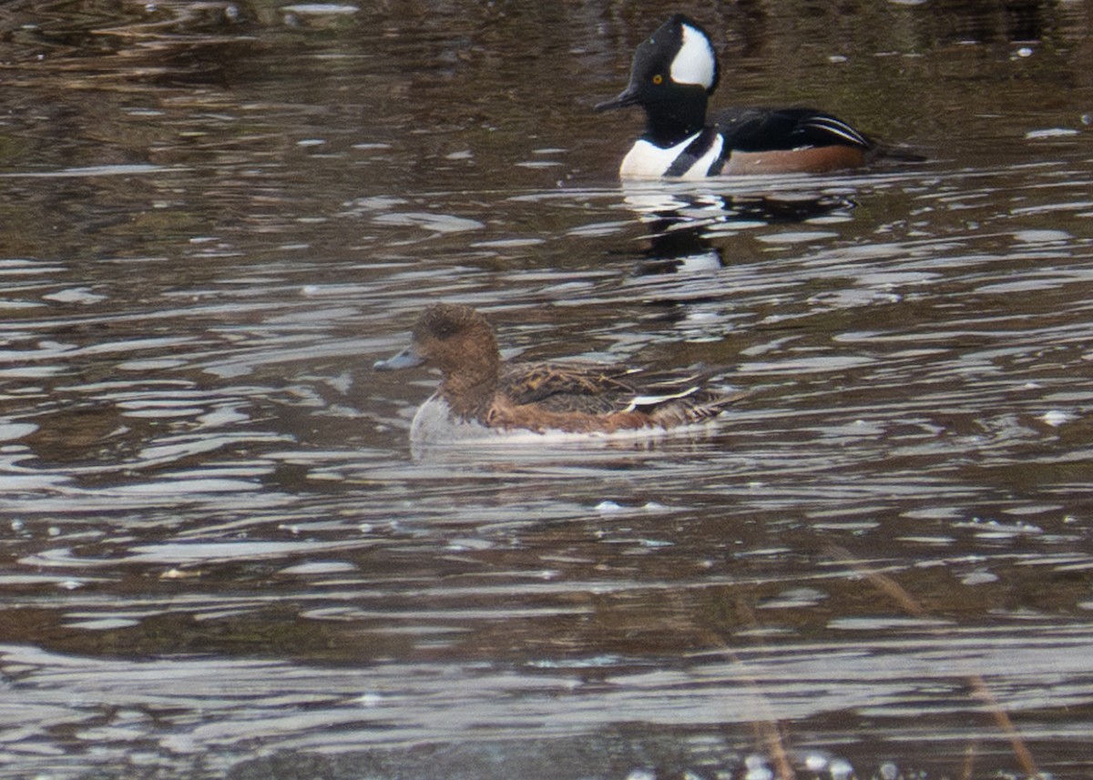 Eurasian Wigeon - Andrew Bates