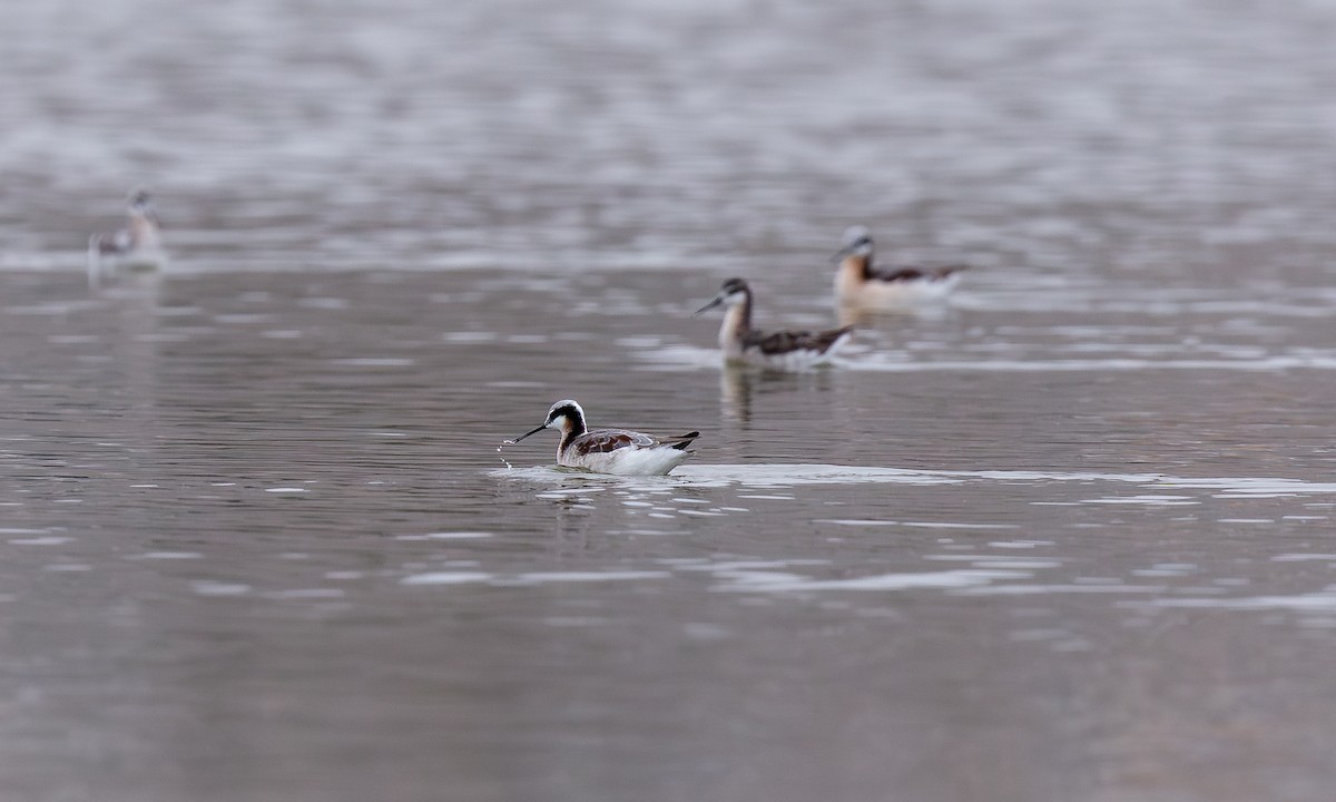 Phalarope de Wilson - ML611733566