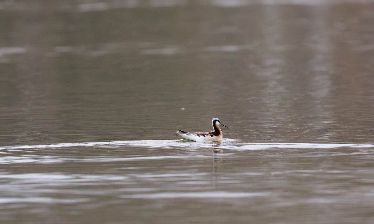 Phalarope de Wilson - ML611733568