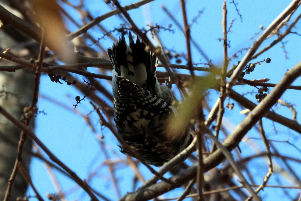 Yellow-bellied Sapsucker - Vern Bothwell