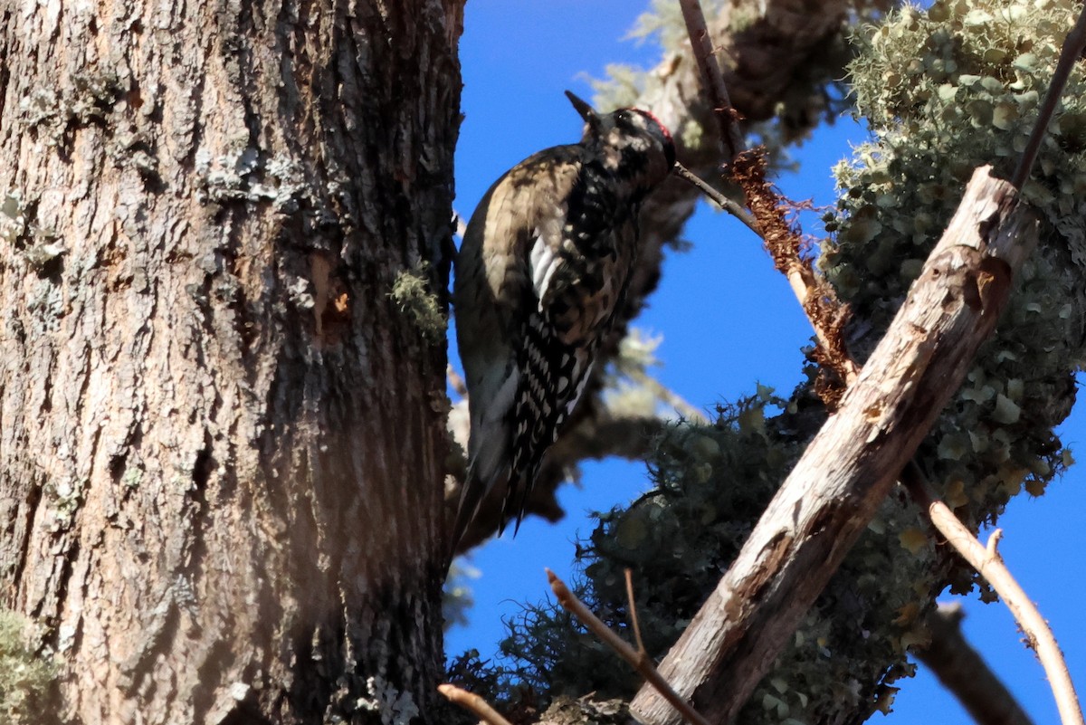 Yellow-bellied Sapsucker - ML611733574