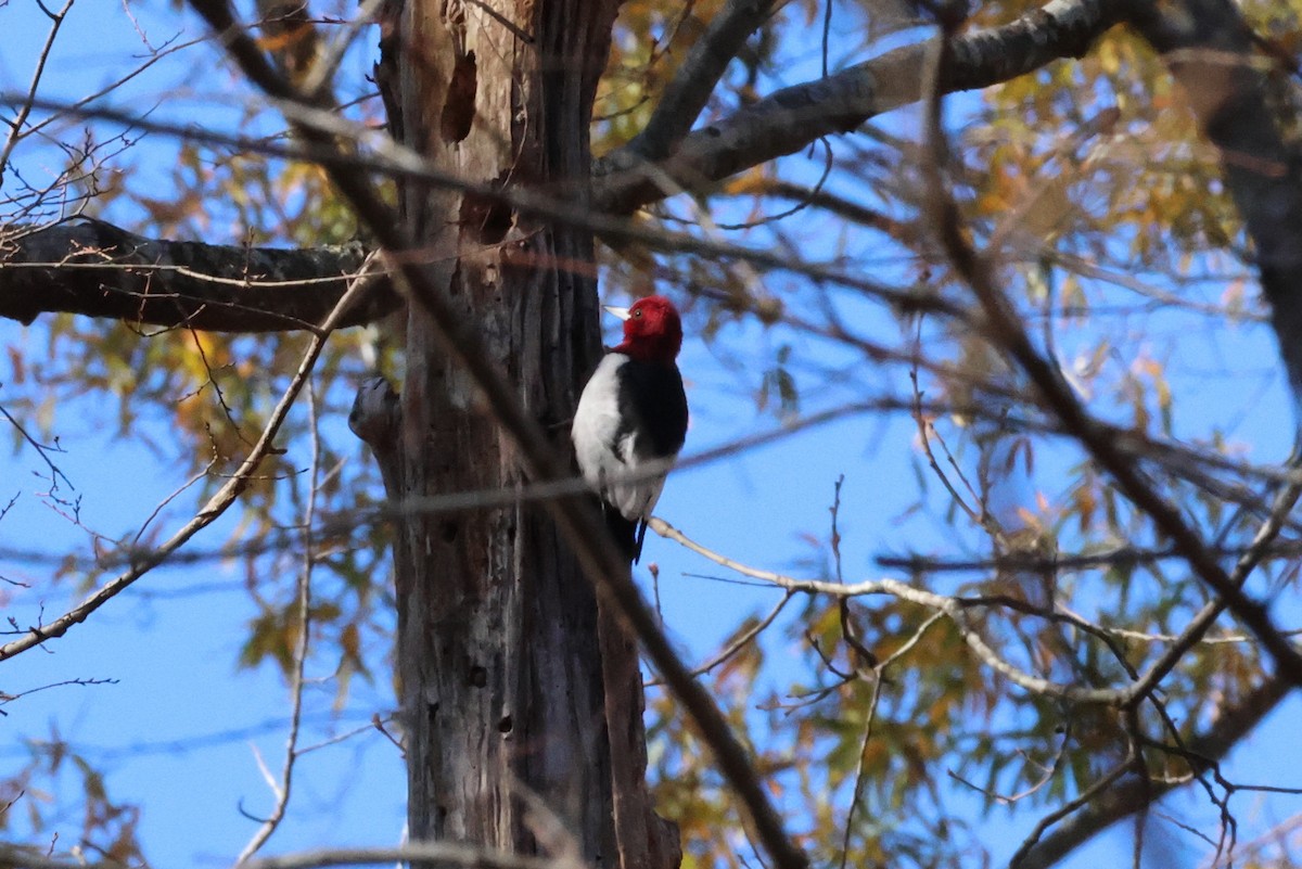 Red-headed Woodpecker - Vern Bothwell