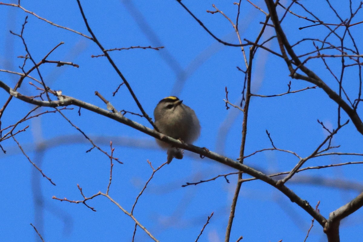 Golden-crowned Kinglet - ML611733592