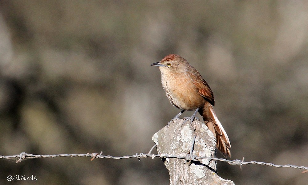 Freckle-breasted Thornbird - ML611733600