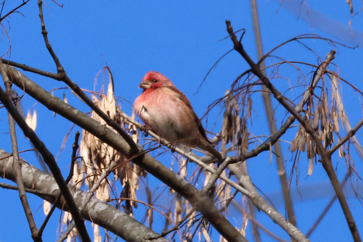 Purple Finch - ML611733605