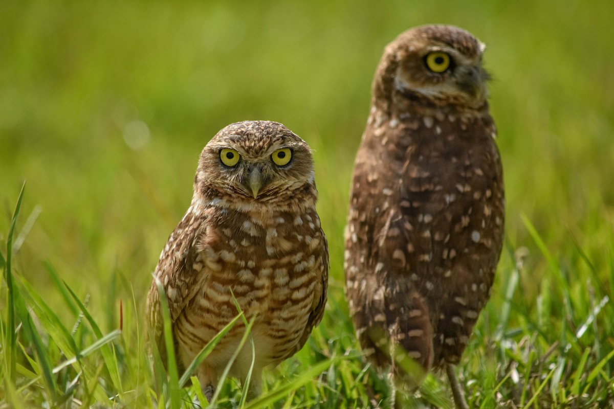 Burrowing Owl - Ader Ávila