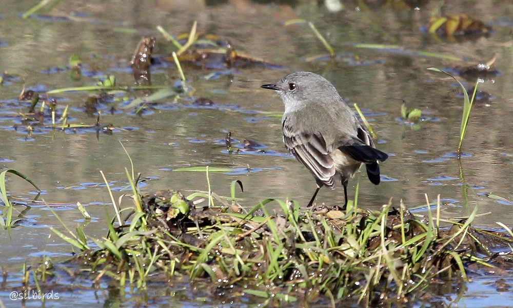 Sooty Tyrannulet - ML611733661