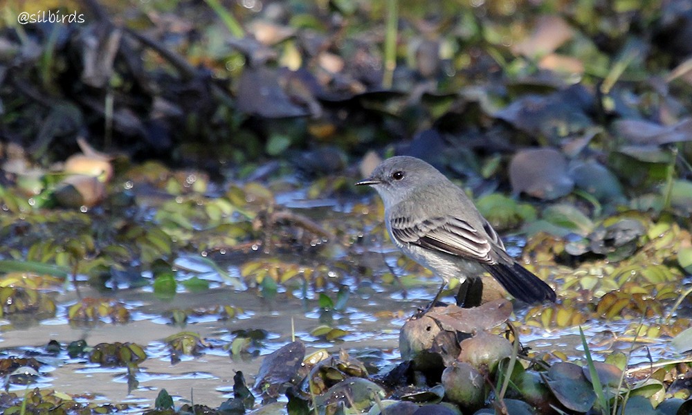 Sooty Tyrannulet - ML611733663