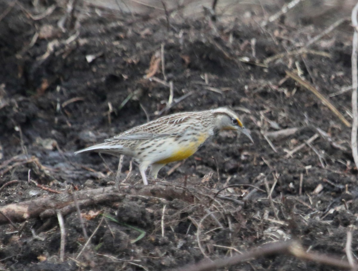 Western Meadowlark - ML611733675