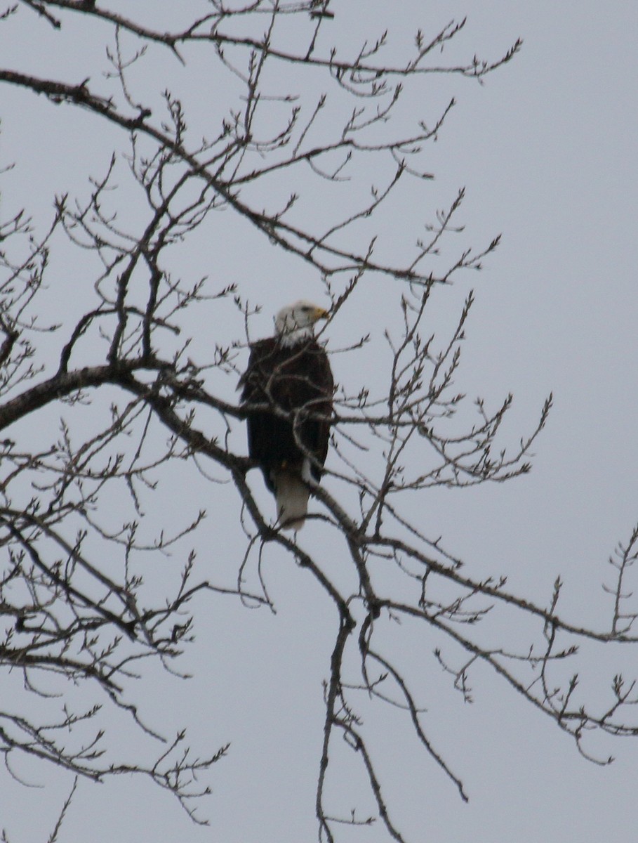 Bald Eagle - ML611733685