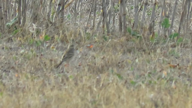 Richard's Pipit - ML611733715