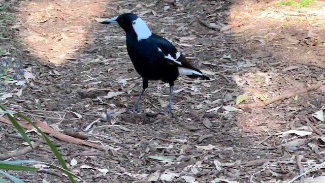 Australian Magpie (Black-backed) - ML611733730