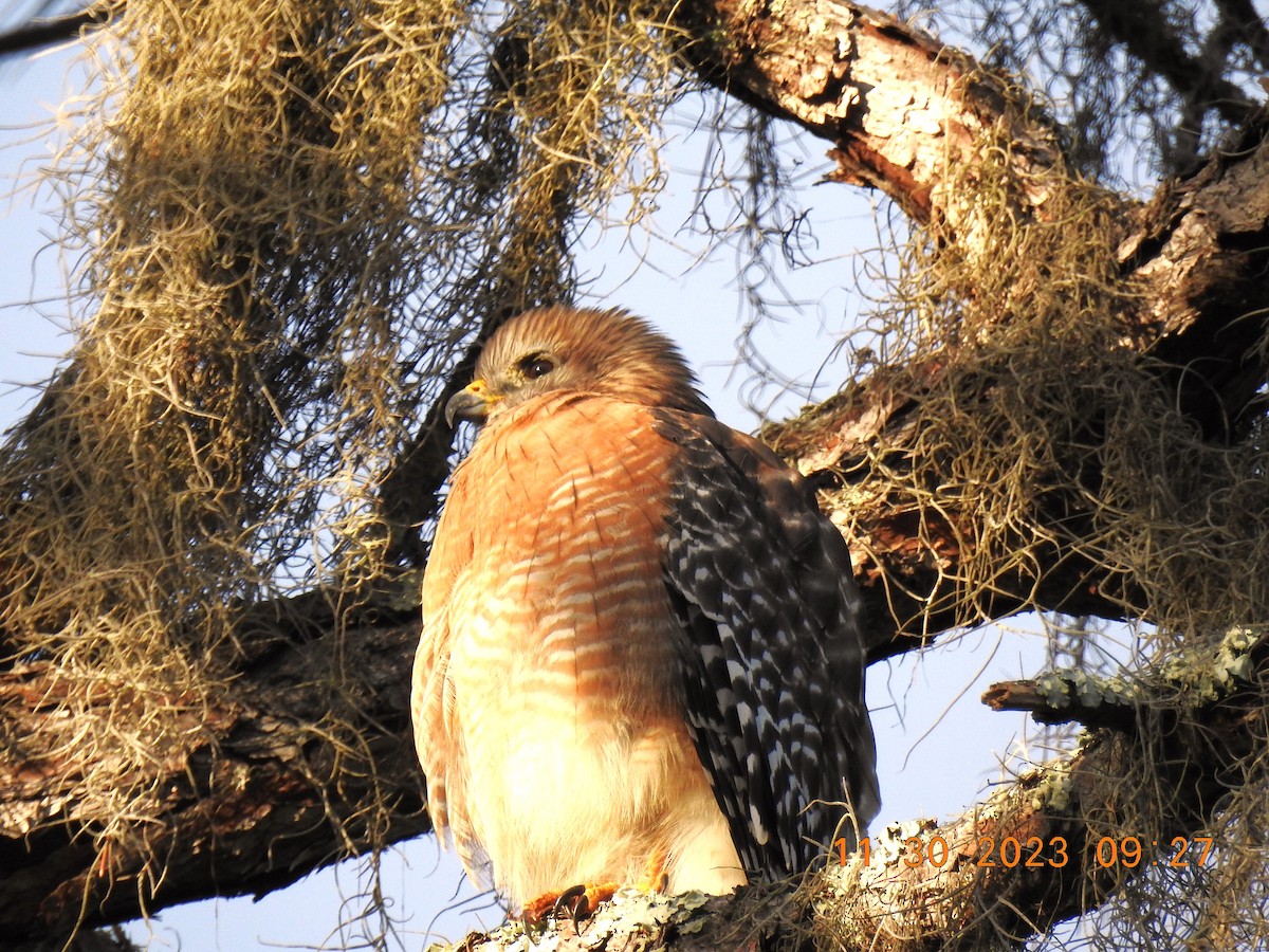 Red-shouldered Hawk - ML611733742