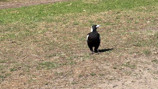 Australian Magpie (Black-backed) - ML611733760