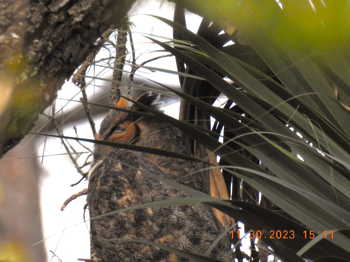 Great Horned Owl - ML611733763