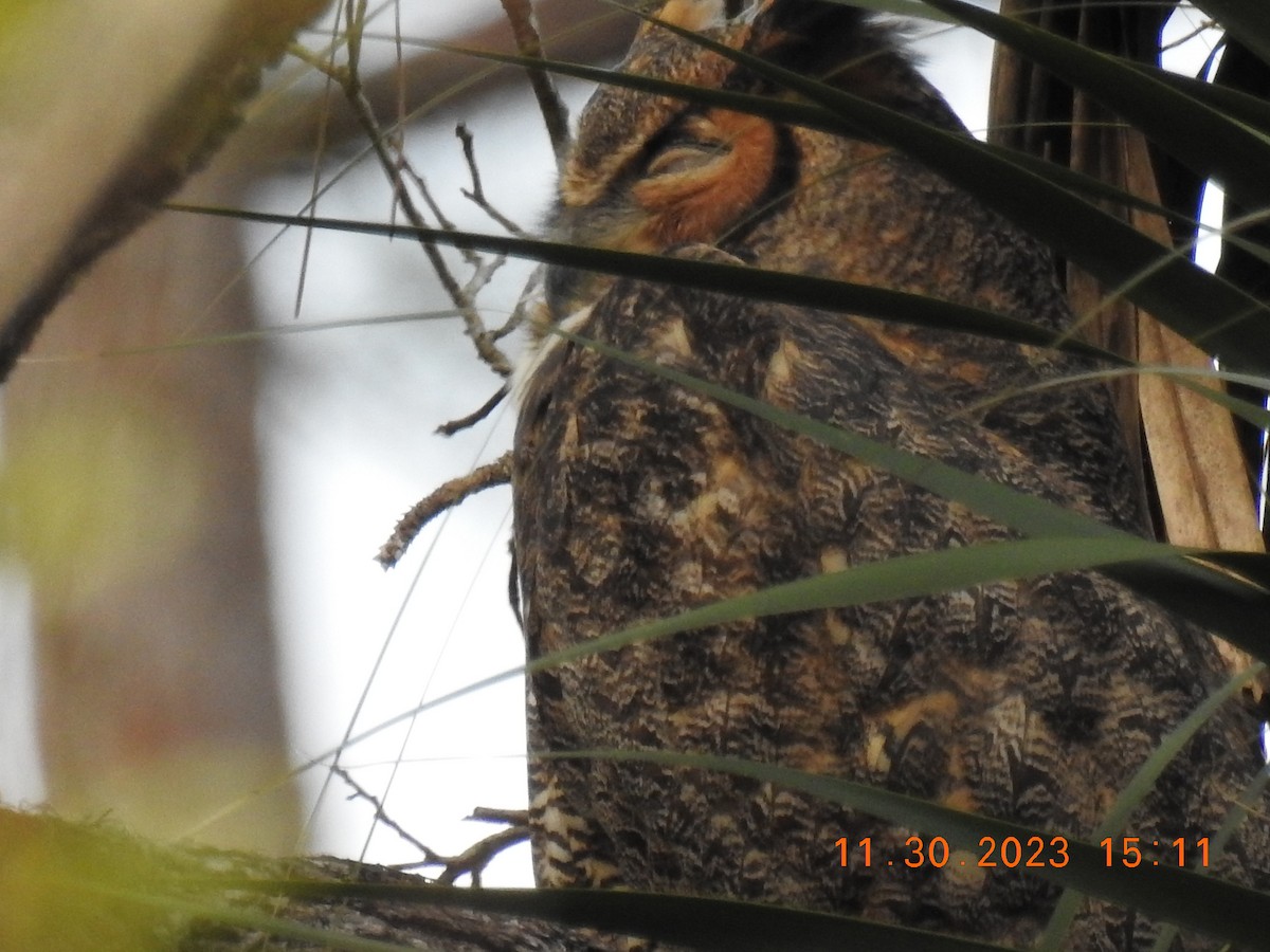 Great Horned Owl - ML611733772