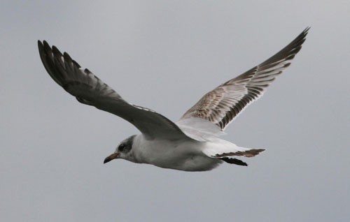 Gaviota Cabecinegra - ML611733792